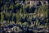 Trees and rocks, Hetch Hetchy Valley. Yosemite National Park ( color)