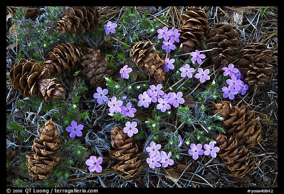 Pine cones and flowers, Hetch Hetchy Valley. Yosemite National Park, California, USA.
