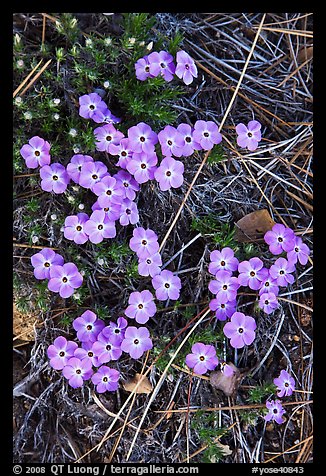 Flower close-ups, Hetch Hetchy Valley. Yosemite National Park (color)