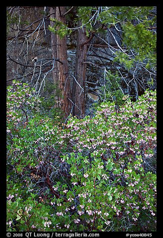 Manzanita in bloom, pine tree, and rock. Yosemite National Park, California, USA.