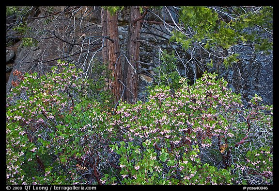 Manzanita with flowers, pine tree, and rock. Yosemite National Park, California, USA.