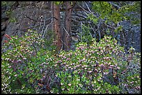 Manzanita with flowers, pine tree, and rock. Yosemite National Park ( color)