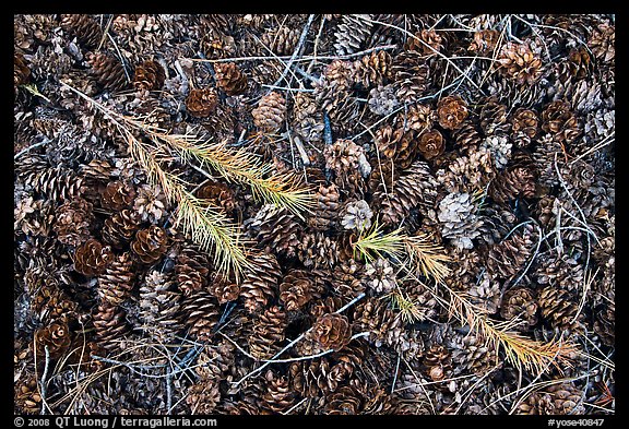 Close-up of pine cones and needles. Yosemite National Park, California, USA.