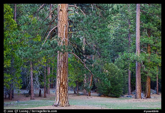 Lodgepole pine and forest. Yosemite National Park (color)