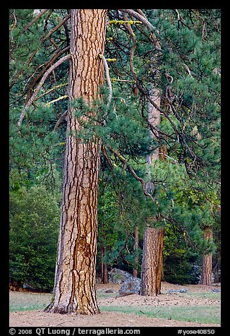 Lodgepole pines. Yosemite National Park (color)