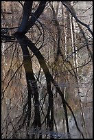Willows reflected in Merced River. Yosemite National Park ( color)