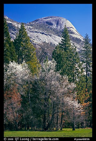 Apple tree in bloom and North Dome. Yosemite National Park, California, USA.
