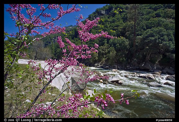 Redbud in bloom and Merced River, Lower Merced Canyon. Yosemite National Park, California, USA.