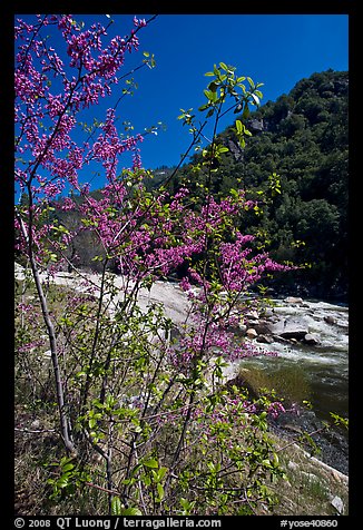 Redbud tree and Merced River, Lower Merced Canyon. Yosemite National Park (color)