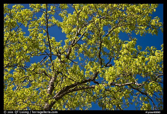 Branches with spring leaves against sky. Yosemite National Park (color)