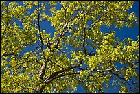 Branches with spring leaves against sky. Yosemite National Park ( color)
