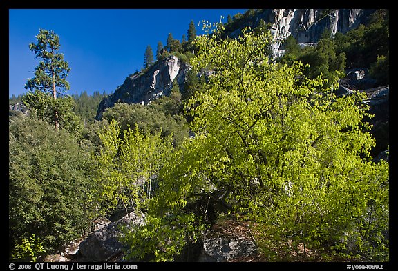 Tree in cliffs, early spring, Lower Merced Canyon. Yosemite National Park, California, USA.