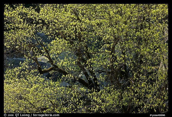 Tree in early spring with tender green. Yosemite National Park (color)