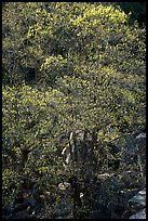 Tree and rocks, early spring. Yosemite National Park ( color)