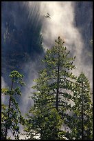 Trees and falling water, Bridalveil falls. Yosemite National Park, California, USA.