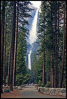 Path leading to Yosemite Falls framed by tall pine trees. Yosemite National Park, California, USA.
