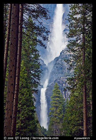Upper and Lower Yosemite Falls framed by pine trees. Yosemite National Park, California, USA.