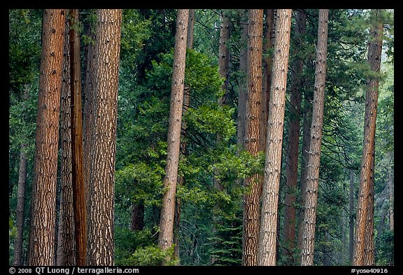 Pine forest. Yosemite National Park, California, USA.