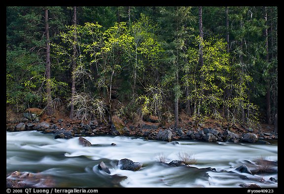 Trees in spring along the Merced River. Yosemite National Park, California, USA.
