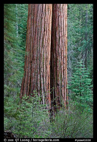 Twin sequoia truncs in the spring, Tuolumne Grove. Yosemite National Park (color)