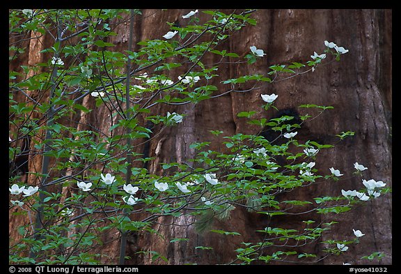 Dogwood blooms and giant sequoia tree trunk, Tuolumne Grove. Yosemite National Park (color)