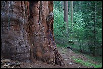 Base of giant sequoia, pines, and dogwoods, Tuolumne Grove. Yosemite National Park, California, USA.