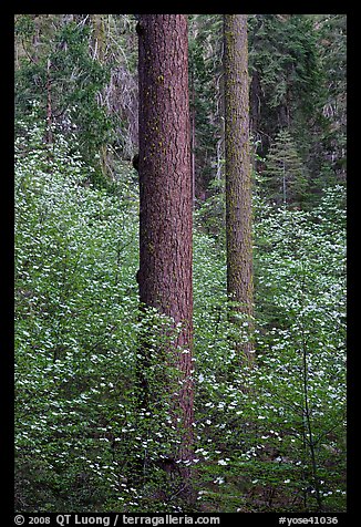 Pines and dogwoods in spring, Tuolumne Grove. Yosemite National Park, California, USA.