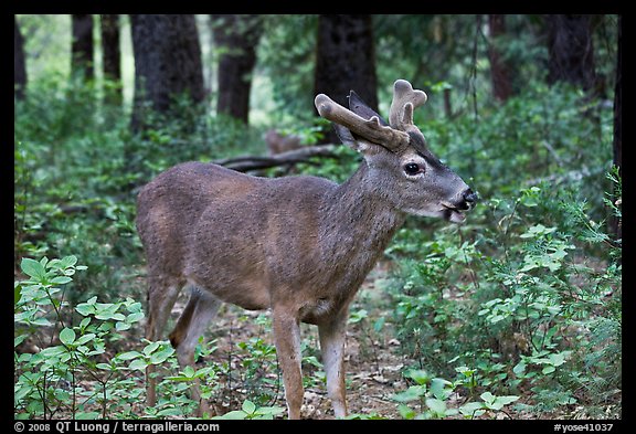 Young bull deer in forest. Yosemite National Park, California, USA.