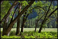 Ferns, Oak Trees, Ahwanhee Meadow. Yosemite National Park ( color)