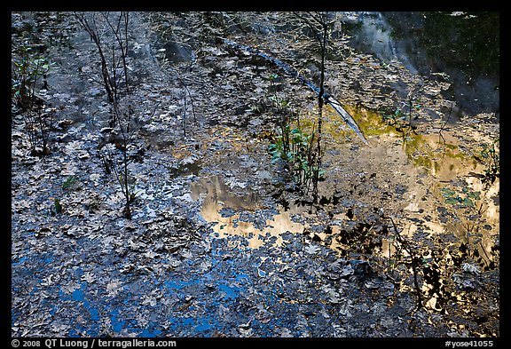 Leaves and Half-Dome reflected in Mirror Lake. Yosemite National Park (color)