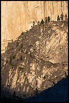 Pine trees on ridges and Half-Dome face. Yosemite National Park ( color)