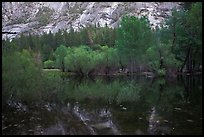 Willows, cliffs, and reflections, Mirror Lake. Yosemite National Park ( color)