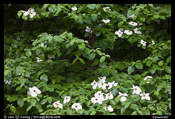 Dogwoods flowers and leaves. Yosemite National Park (color)