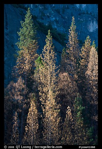 Pines with yellowed leaves and cliff. Yosemite National Park, California, USA.