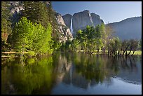 Trees in spring foliage and Yosemite Falls reflected in Merced River. Yosemite National Park ( color)