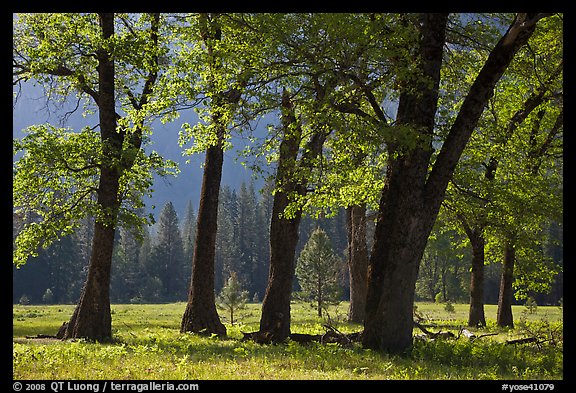 Black oaks in the Spring, El Capitan Meadow. Yosemite National Park, California, USA.