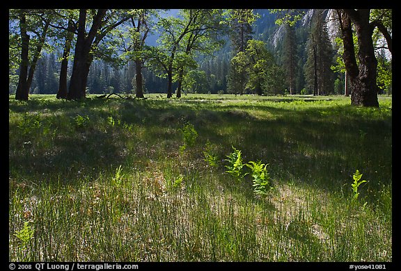 New ferns, grasses,  and oak trees, El Capitan Meadow. Yosemite National Park, California, USA.