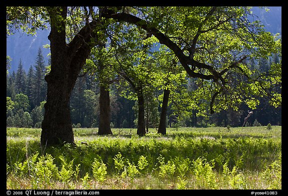Ferns and oak trees in spring, El Capitan Meadow. Yosemite National Park, California, USA.
