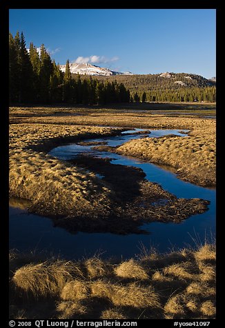Grasses and stream, late afternoon, Tuolumne Meadows. Yosemite National Park, California, USA.