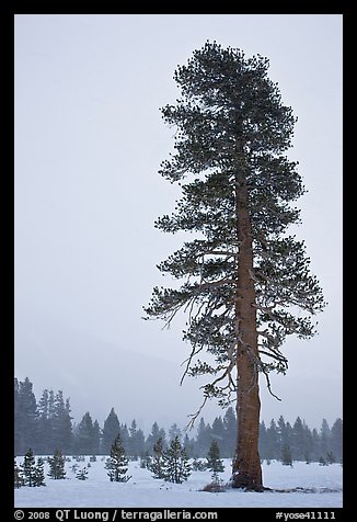 Tall solitary pine tree in snow storm. Yosemite National Park, California, USA.