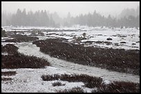 Falling snow streaks, river and meadow. Yosemite National Park ( color)