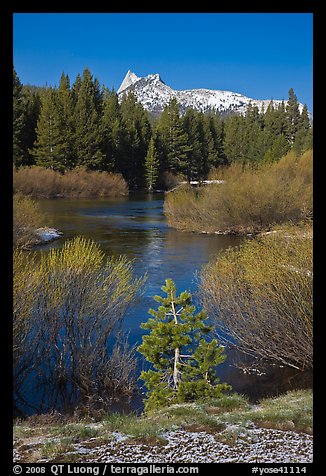 Willows, fresh snow,  and Cathedral Peak. Yosemite National Park (color)