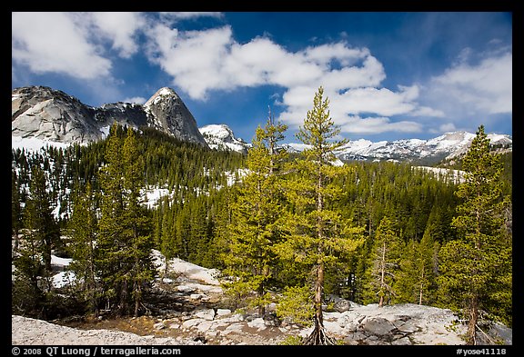 Pine trees in spring and Fairview Dome, Tuolumne Meadows. Yosemite National Park, California, USA.
