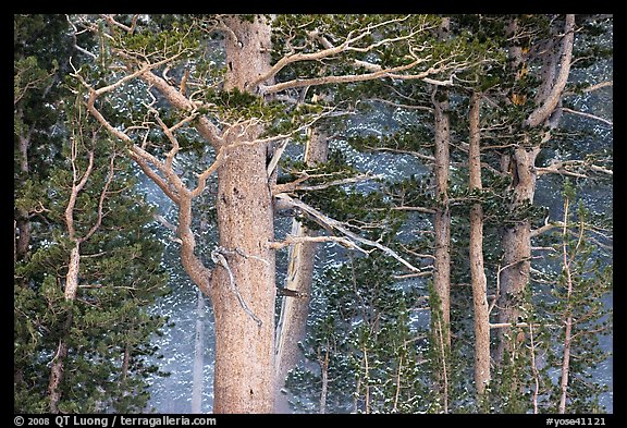 Pine tree forest in storm with spindrift, Tioga Pass. Yosemite National Park (color)