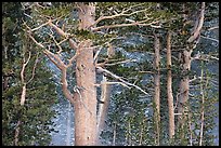 Pine tree forest in storm with spindrift, Tioga Pass. Yosemite National Park ( color)
