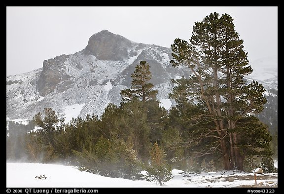 Trees and peak with fresh snow, Tioga Pass. Yosemite National Park (color)