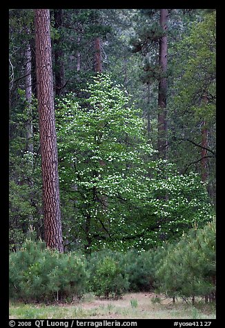 Forest with dogwood tree in bloom. Yosemite National Park, California, USA.