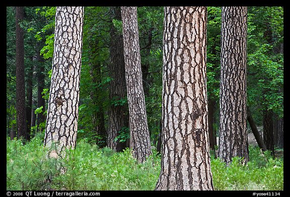 Pine forest with patterned trunks. Yosemite National Park, California, USA.