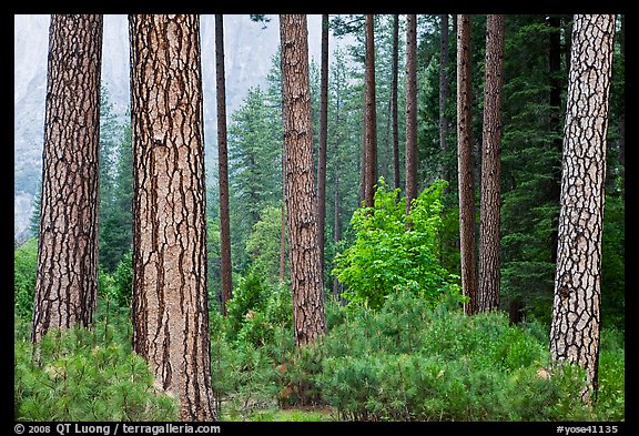 Forest with fall pine trees and spring undergrowth. Yosemite National Park, California, USA.