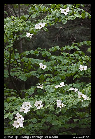 Dogwood tree branches with flowers. Yosemite National Park, California, USA.